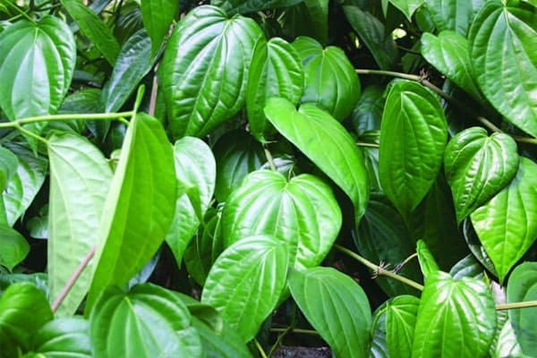 chua-dau-rang-sau-tai-nha lá trầu
