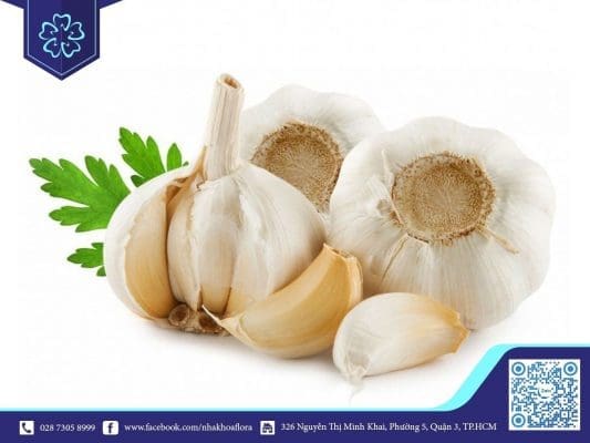 Tỏi giúp giảm đau khi mọc răng khôn hiệu quả (ảnh minh họa) Tỏi giúp giảm đau khi mọc răng khôn hiệu quả (ảnh minh họa)