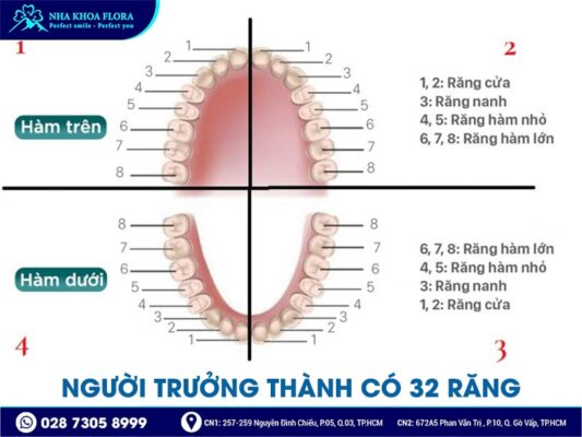 những điều cần biết về răng - ảnh 2 những điều cần biết về răng - ảnh 2