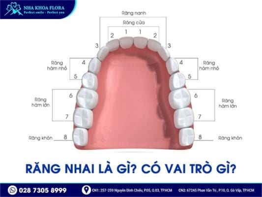 Mất răng nhai nên trồng răng Implant hay bắc cầu răng sứ? - ảnh 1 Mất răng nhai nên trồng răng Implant hay bắc cầu răng sứ? - ảnh 1