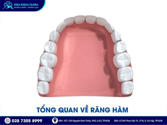 răng hàm có thay không - ảnh 1 răng hàm có thay không - ảnh 1